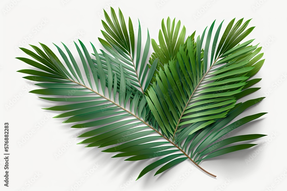 Sticker clipping path included, green leaves of the nipa palm, also known as the mangrove palm (nypa frutica