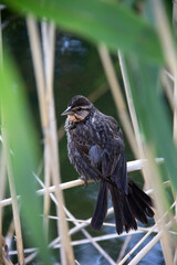 Black bird hiding in a bush