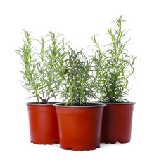 Aromatic green potted rosemary on white background