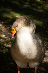 Portrait of an african goose in sunlight