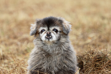 Niedlicher Pekinese