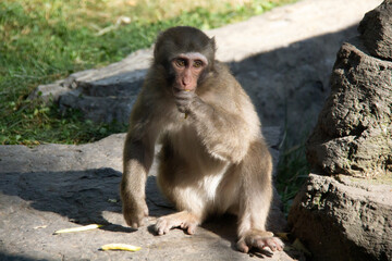 Japanese macaque sucking his thumb