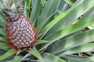 pineapple on a plant