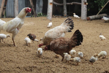 group of chickens
