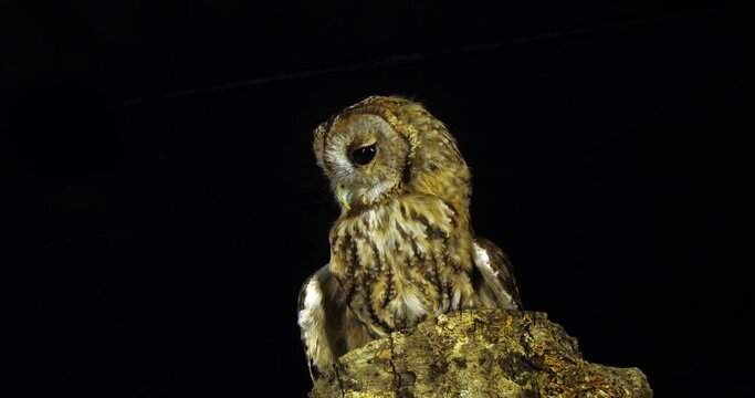 Tawny Owl, strix aluco, Adult Turning its Head, looking around, Normandy in France, Slow Motion 4K