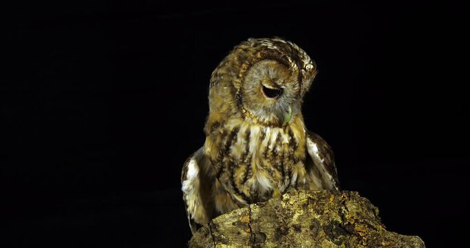 Tawny Owl, strix aluco, Adult Turning its Head, looking around, Normandy in France, Slow Motion 4K