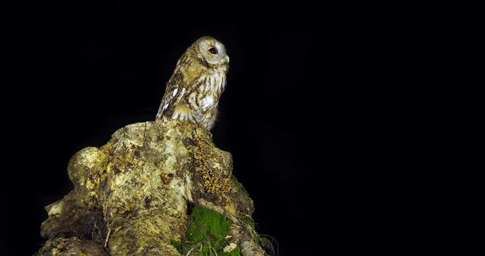 Tawny Owl, strix aluco, Adult Turning its Head, looking around, Normandy in France, Slow Motion 4K