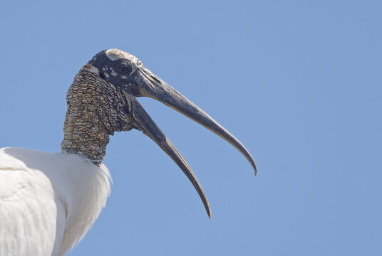 Wood Stork Headshot-Mouth Open