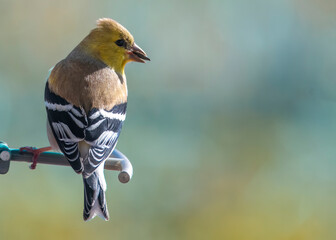 Gold Finch Perched