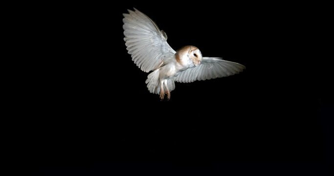 Barn Owl, tyto alba, Adult in flight by Night, Normandy in France, Slow Motion 4K