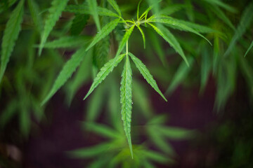 Green cannabis leaves on blurred background. Macro image of hemp leaves.