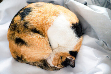 Cute cat sleeping on the white bed in the morning, stock photo