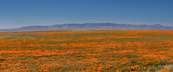 Beautiful poppy flower meadow in Antelope valley, California. © SNEHIT PHOTO