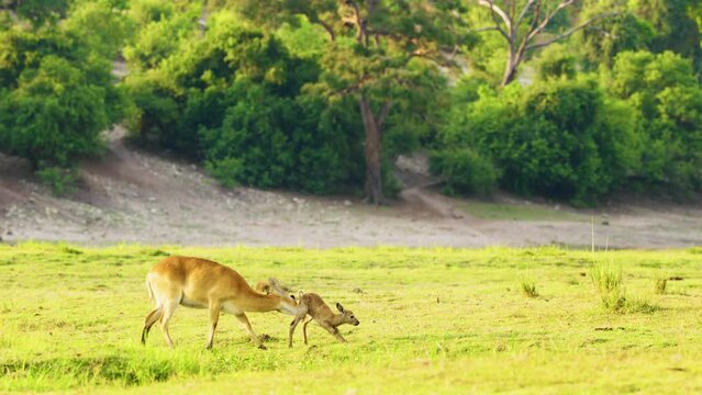 Eld's Deer Giving Birth To A Baby Deer And Licking Its Body At Chobe National Park, Botswana, South Africa 