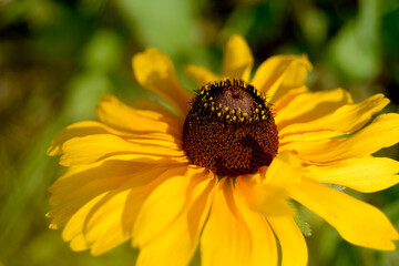 Close up single black eyed Susan wildflower