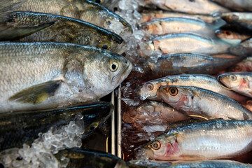 Bluefish on ice with sardines on the right