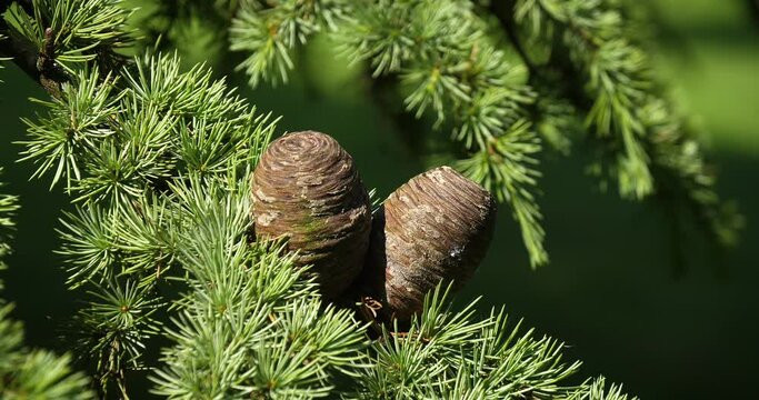 Wind and Cedar of Lebanon, cedrus sp., Normandy in France, slow Motion 4K