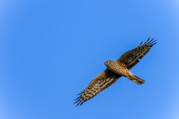 青空バックに悠然と飛ぶハイイロチュウヒ　メスの飛翔シーン