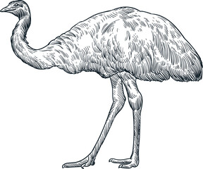 Vintage Hand Drawn Sketch Emu