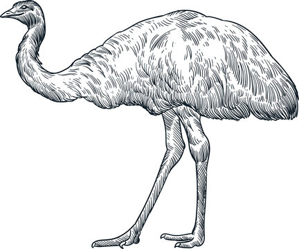 recommend clip art: Vintage hand drawn sketch emu bird
