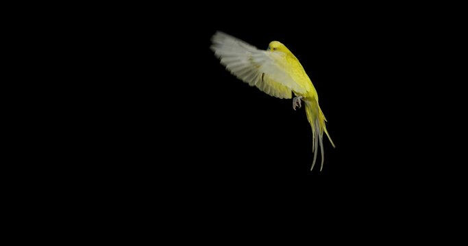 Budgerigar, melopsittacus undulatus, Adult in Flight Against Black Background, Normandy in France, Slow Motion 4K