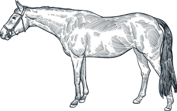 Vintage hand drawn sketch Irish sport horse