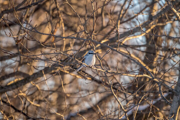 northern shrike on branch in winter