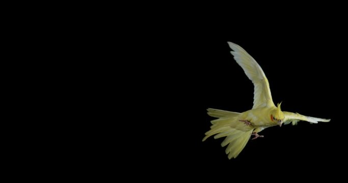 Cockatiel Lutino, nymphicus hollandicus, Adult in Flight, Slow motion 4K