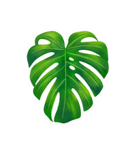 Tropical leaves monstera leaf watercolor clipart