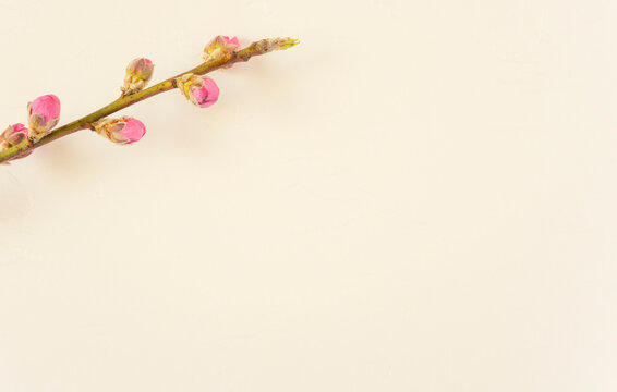 Spring background material. Japanese paper and peach blossom background. 春の背景素材。和紙と桃の花の背景