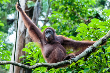 orangutans or pongo pygmaeus is the only asian great found on the island of Borneo and Sumatra