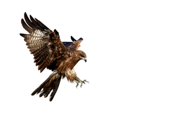 Bird of prey Black kite (Milvus migrans) flying on transparent background png file