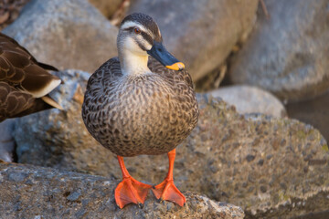 Mallard duck