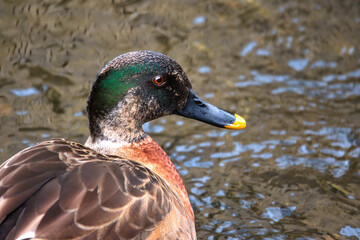 Mallard duck in the water