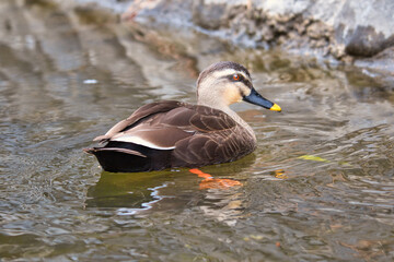 Mallard duck in the water