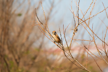 Shrike bird
