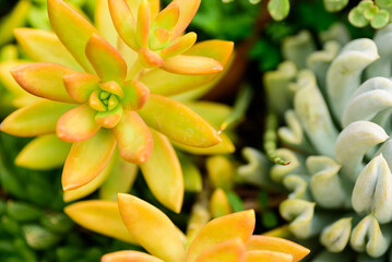 Fototapeta premium Close up of beautiful yellow cactus succulent plant nature background