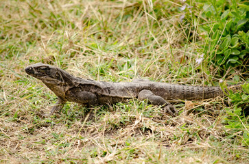 Ejemplar femenino de iguana caribeña (iguana delicatissima) caminando sobre la hierba