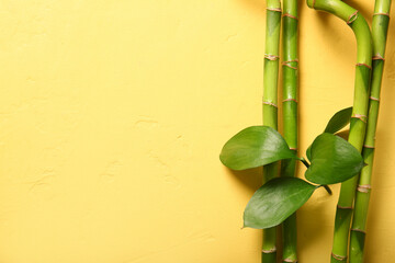 Fototapeta na wymiar Bamboo branches on yellow background