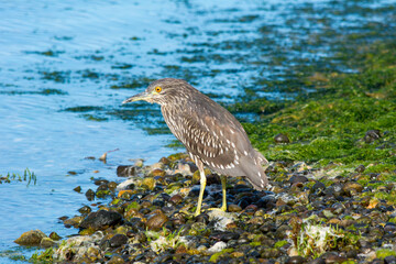 Huairavo (Nycticorax nycticorax) garza nocturna, sur de Chile