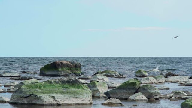 Seagull flying in slowmotion above the sea
