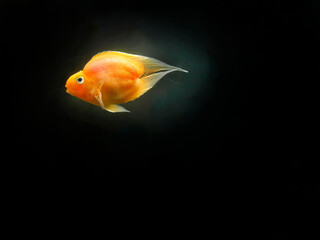 A tailless tropical fishderp fish or Blood Red Parrot, Cichlid, orange color, tailless tropical fish name derp fish or Blood Red Parrot, Cichlid, bright, hybrid fish, Cichlidae species in the dark wat