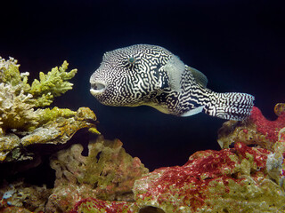Close up A map puffer fish with black and white pattern, underwater with corals ans stone...