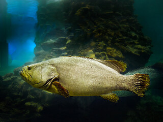Close up A single Giant Grouper, big fish, swimming in the tank at Phuket Aquarium Thailand