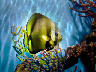 Close up of Longfin batfish, Teira Batfish, Platax Teira, swimming underwater in fish tank, Phuket Aquarium, blurred background of coral reefs