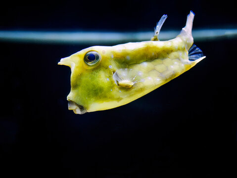 Close up a yellow Thornback Cowfish, Longhorn Cowfish, Lactoria cornuta swimming in the tank at Phuket aquarium
