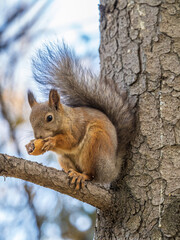 The squirrel with nut sits on tree in the autumn. Eurasian red squirrel, Sciurus vulgaris.