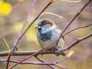 Sparrow sits on a branch without leaves.