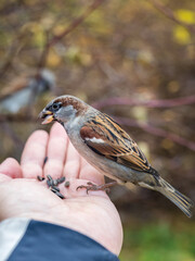 Sparrow eats seeds from a man's hand