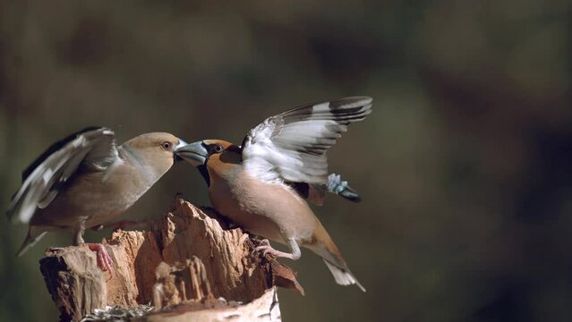 Hawfinch, coccothraustes coccothraustes, Fight between two Birds, Adult in Flight, Normandy in France, Slow Motion 4K